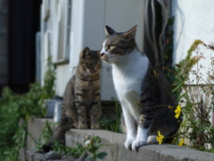 cat_437　見つめる