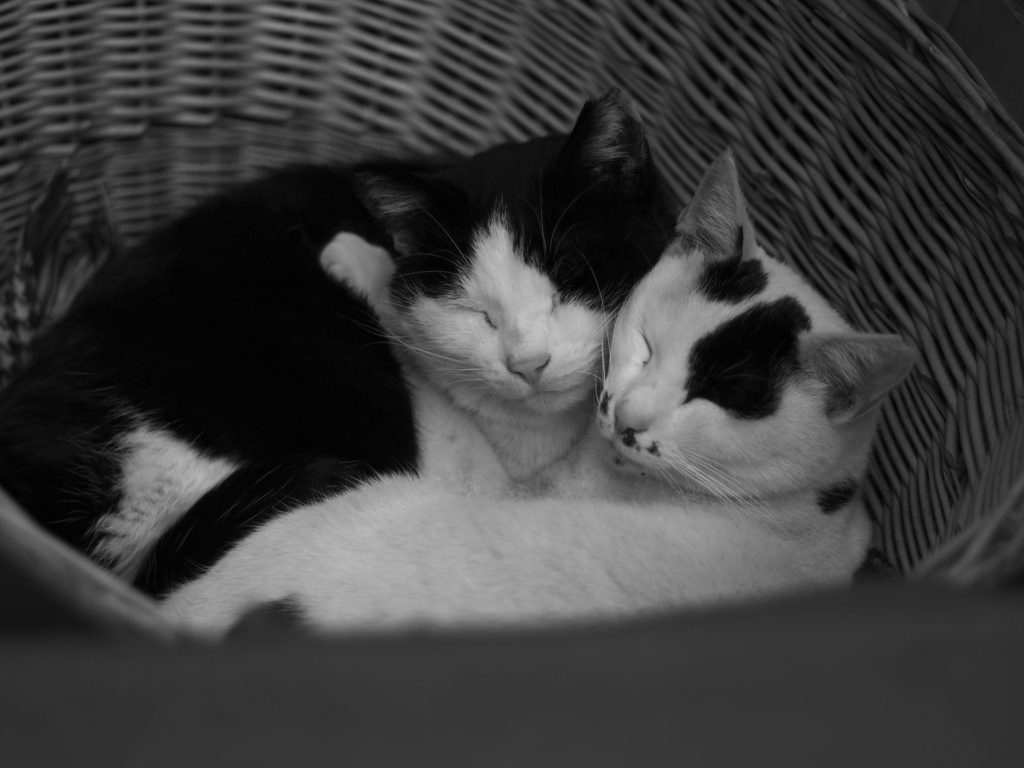 cat_478　ギュッ