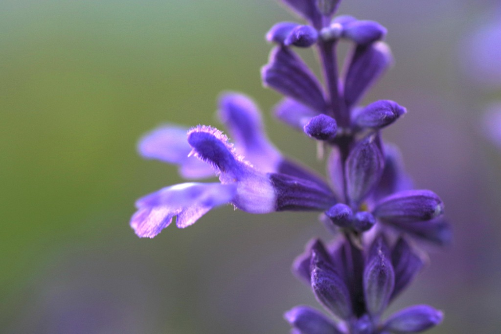 7_Blue salvia