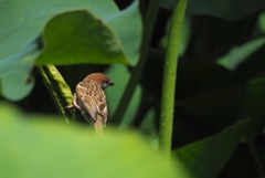 蓮とスズメ