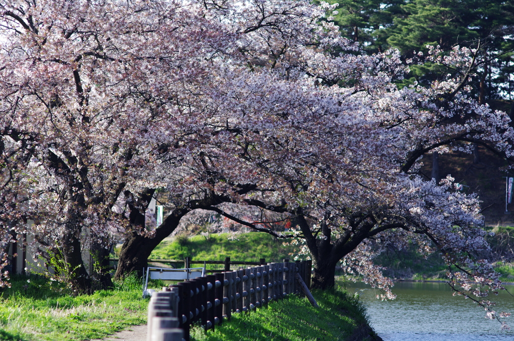 桜_9