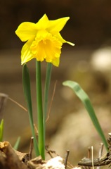 ラッパスイセン_1