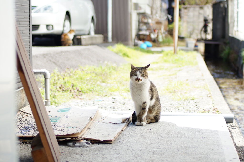 cat_250　ご飯待ち中
