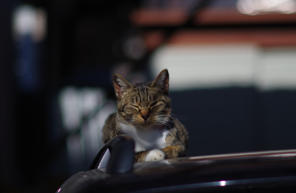 猫_3
