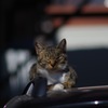 猫_3