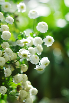小さな白い菊