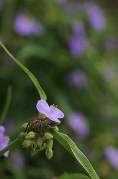 紫露草