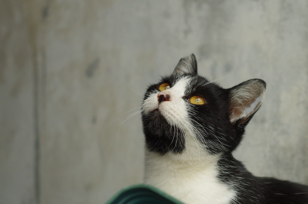 子猫_2