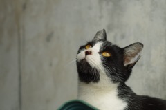 子猫_2