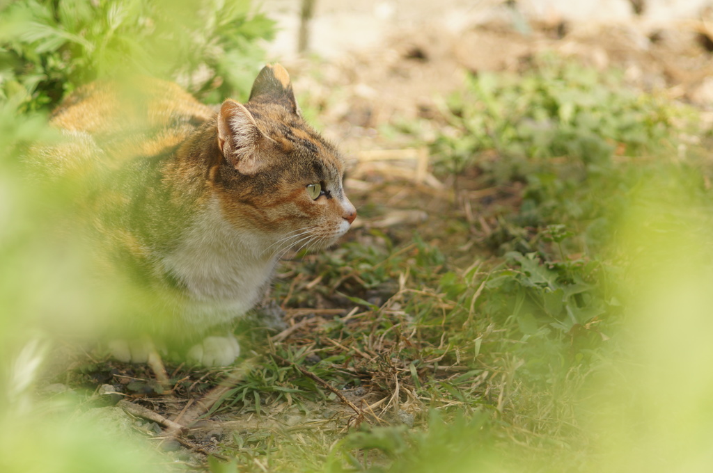 cat_139  空き地にて