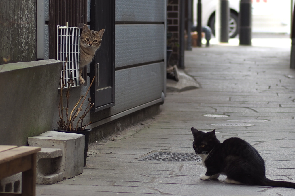 cat_180　僕たちのテリトリー
