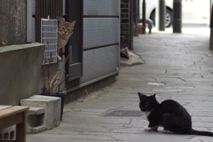 cat_180　僕たちのテリトリー