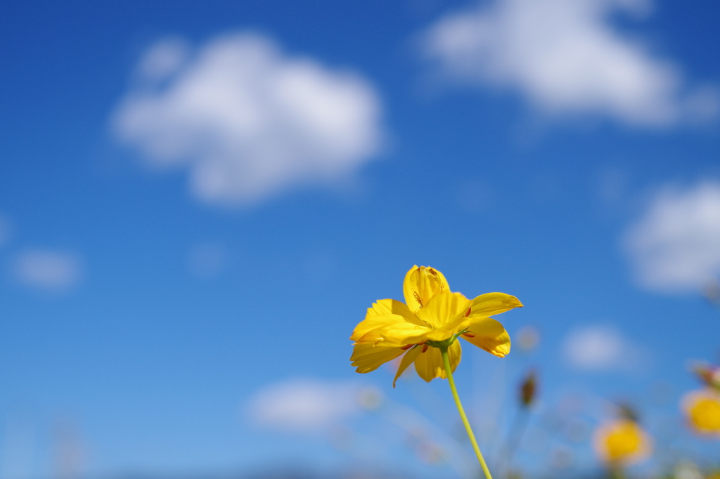 Yellow Cosmos_5