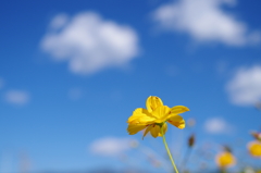 Yellow Cosmos_5
