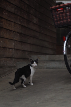 cat_45