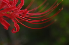 魅惑的な花_1