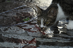 cat_402