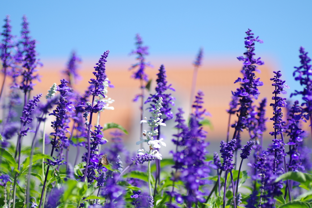 ブルーサルビア