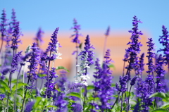 ブルーサルビア