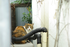 cat_415　ちょっときになるにゃ