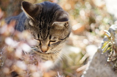 cat_211　キラキラ
