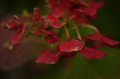 紫陽花_2