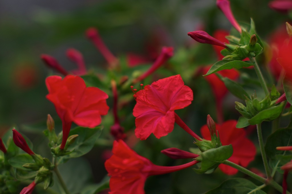 6_P_オシロイバナ