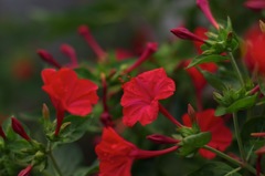 6_P_オシロイバナ