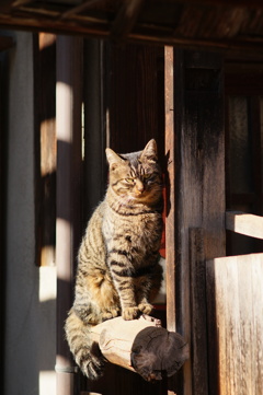 cat_155　また来たにゃ