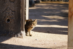 cat_202　狙ってます