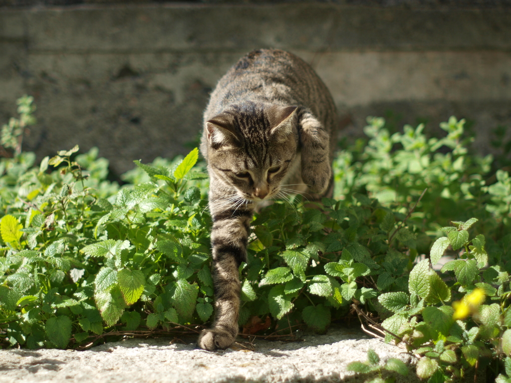 cat_438　にゃんだろう?