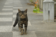 cat_392　障害物発見にゃ