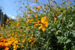Yellow Cosmos_3