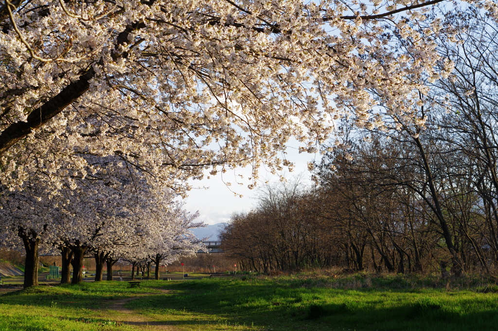 桜咲く河原_2