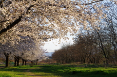 桜咲く河原_2