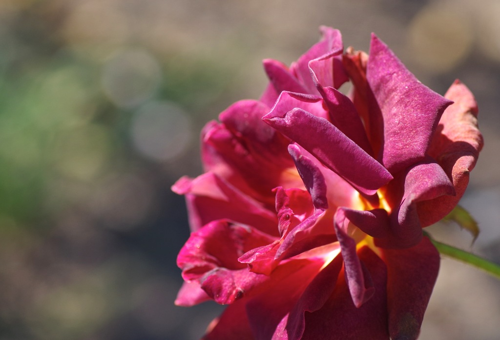 ブラックゴールド_2