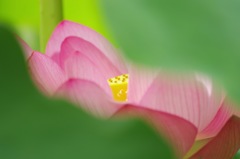 蓮_6
