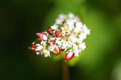 蕎麦の花_3