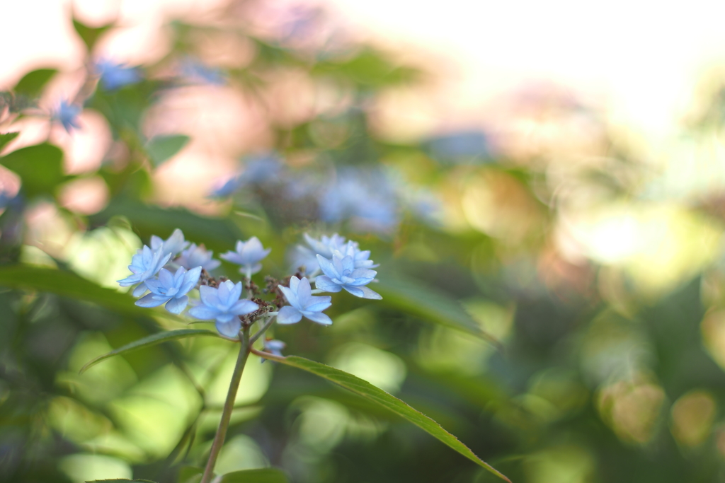 紫陽花_21