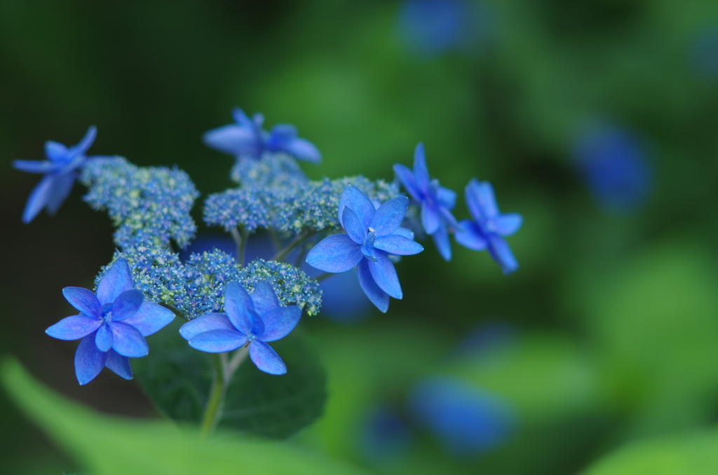 紫陽花_16