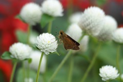 白い千日紅とセセリチョウ