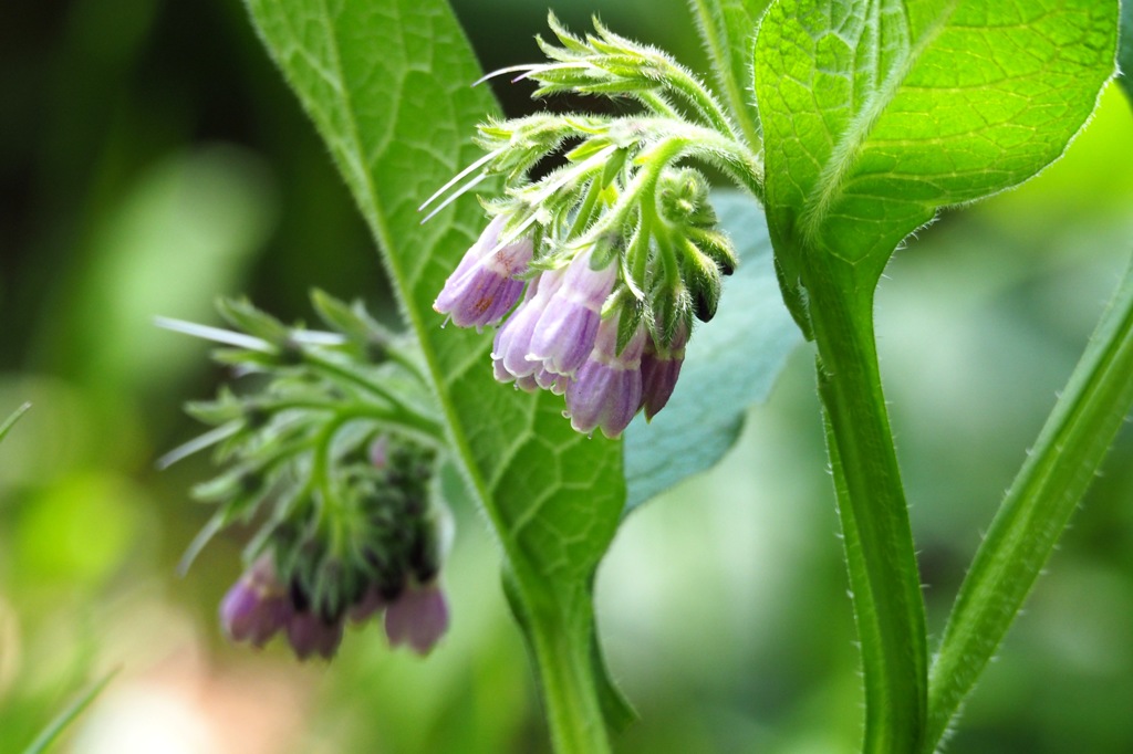 ピンクの花_MZD75-300