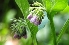 ピンクの花_MZD75-300