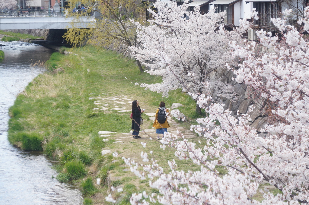 桜咲く_7