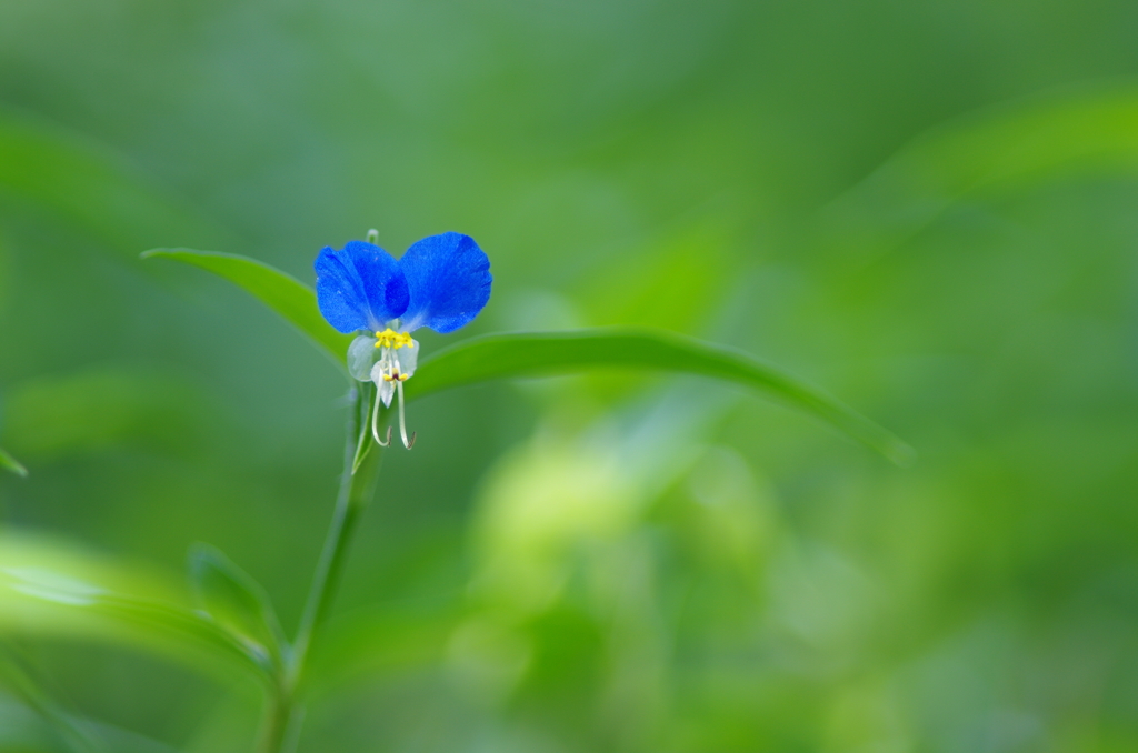 露草_2
