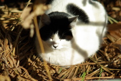 cat_178　枯れ草ベッド