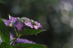 紫陽花_40