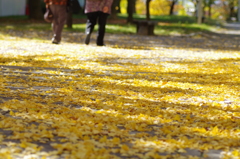 黄葉_銀杏_9