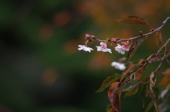 十月桜