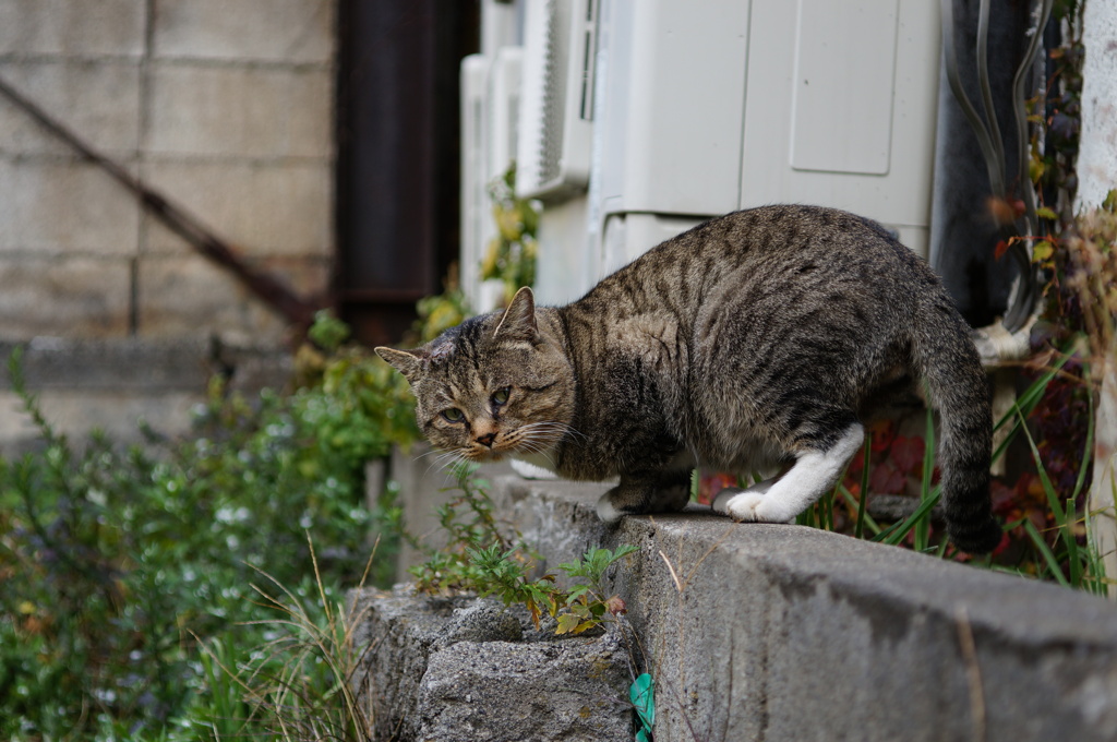 cat_477　にゃんですか?